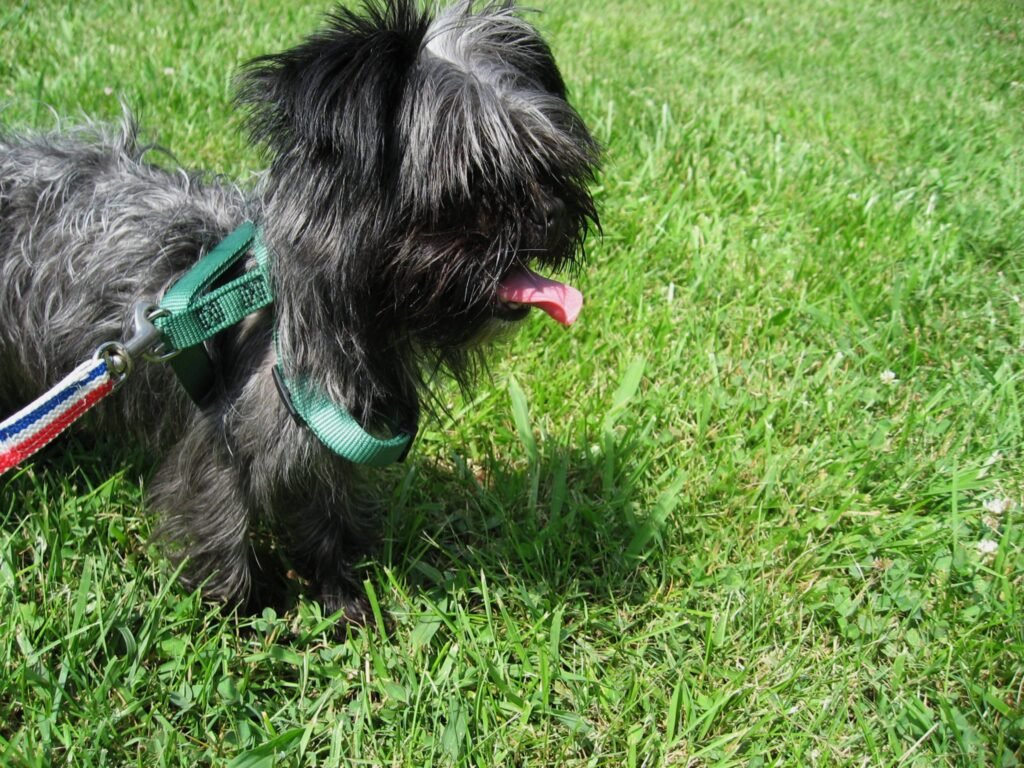 Affenpinscher