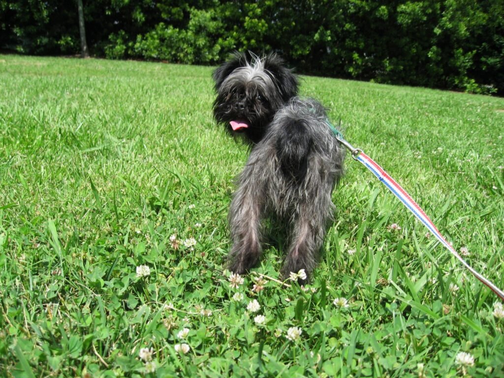 Affenpinscher